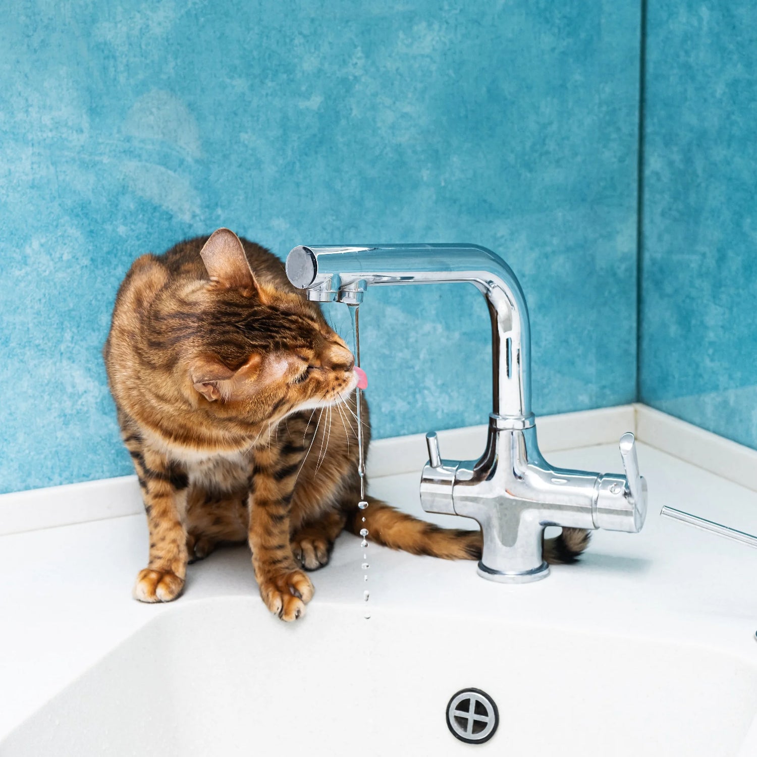 Katt som drikker vann direkte fra kranen på badet – rent vann i hjemmet
